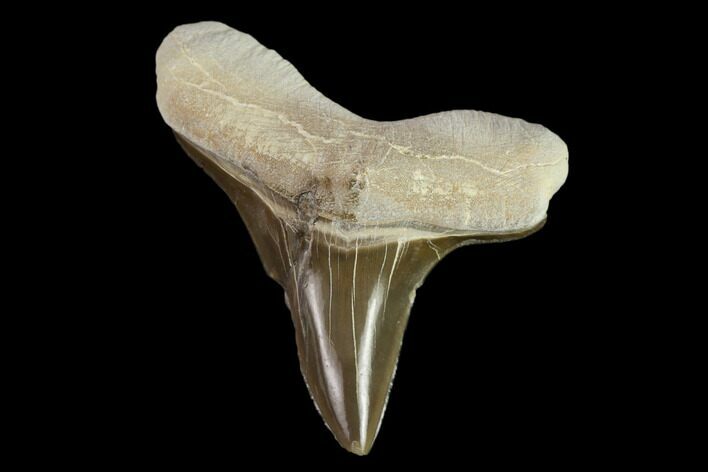Fossil Shark (Cretoxyrhina) Tooth - Kansas #134832